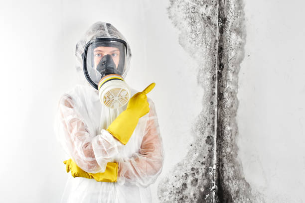 Best Black Mold Removal  in South Burlington, VT